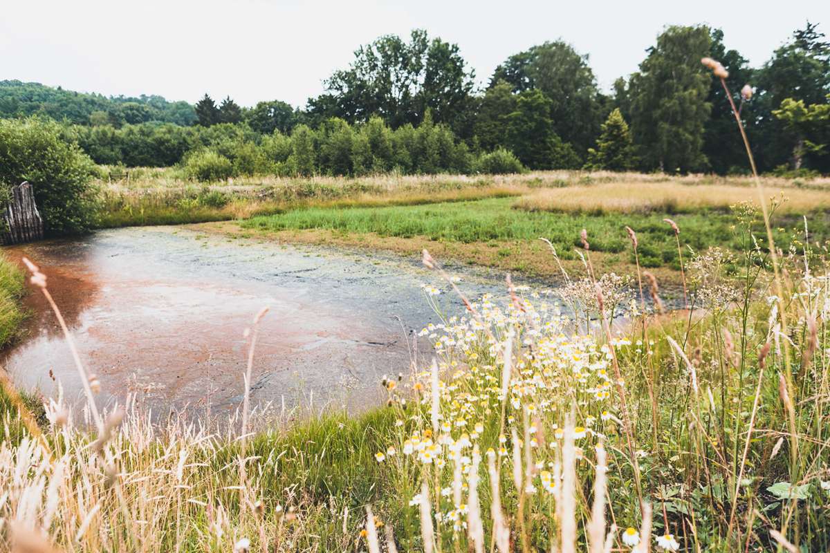 Eigene Moorvorkommen im Gräflichen Park, Bad Driburg, für frische Mooranwendungen.